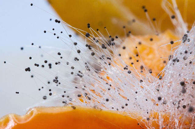 mold removed edmonton